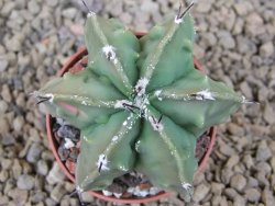 Astrophytum myriostigma fukurio X Dinosaur (Fukurio Hannya) pot 5,5 cm - 12414135