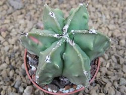 Astrophytum myriostigma fukurio X Dinosaur (Fukurio Hannya) pot 5,5 cm - 12414136
