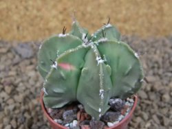 Astrophytum myriostigma fukurio X Dinosaur (Fukurio Hannya) pot 5,5 cm - 12414137