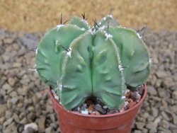 Astrophytum myriostigma fukurio X Dinosaur (Fukurio Hannya) pot 5,5 cm - 12414138