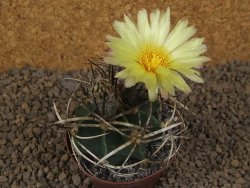 Astrophytum " Buffalo "  květináč 8 cm
