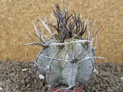 Astrophytum niveum pot 5,5 cm
