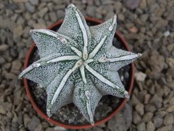 Astrophytum Dinosaur X ornatum květináč 5,5 cm