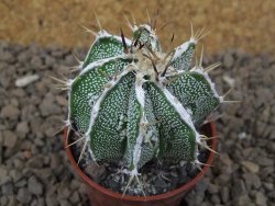 Astrophytum Dinosaur X ornatum květináč 5,5 cm