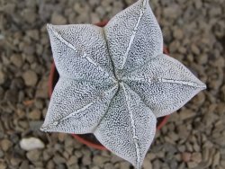 Astrophytum Onzuko květináč 5,5 cm Biskupská čepice II