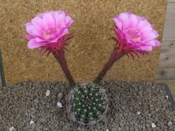 Echinopsis hybrid, květináč 6,5 cm