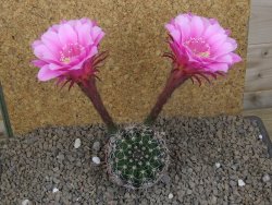 Echinopsis hybrid, květináč 6,5 cm - 12414258