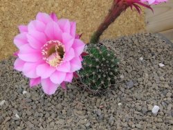 Echinopsis hybrid, květináč 6,5 cm - 12414259