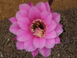 Echinopsis hybrid, květináč 6,5 cm - 12414260