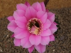 Echinopsis hybrid, květináč 6,5 cm - 12414261