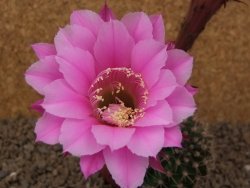 Echinopsis hybrid, květináč 6,5 cm - 12414262
