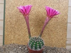 Echinopsis hybrid, květináč 6,5 cm - 12414263