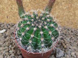 Echinopsis hybrid, květináč 6,5 cm - 12414264