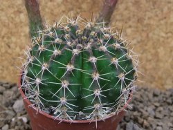 Echinopsis hybrid, květináč 6,5 cm - 12414265