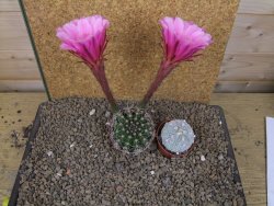 Echinopsis hybrid, květináč 6,5 cm - 12414266