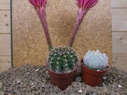 Echinopsis hybrid, květináč 6,5 cm - 12414267
