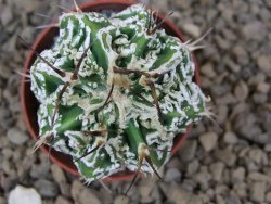 Astrophytum Dinosaur (Fukurio Hannya) pot 5,5 cm
