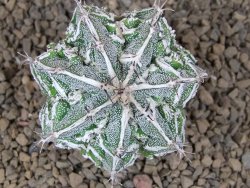 Astrophytum Dinosaur (Fukurio Hannya) pot 5,5 cm