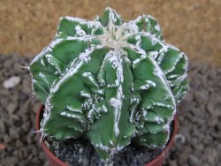 Astrophytum Dinosaur (Fukurio Hannya) pot 6,5 cm