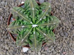 Astrophytum XXL myriostigma fukurio x Dinosaur ornatum květináč 9 cm - 12414330