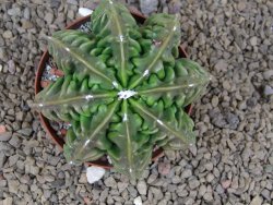 Astrophytum XXL myriostigma fukurio x Dinosaur ornatum květináč 9 cm