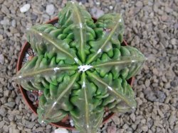Astrophytum XXL myriostigma fukurio x Dinosaur ornatum květináč 9 cm - 12414332