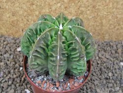 Astrophytum XXL myriostigma fukurio x Dinosaur ornatum květináč 9 cm - 12414333