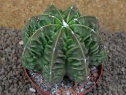 Astrophytum XXL myriostigma fukurio x Dinosaur ornatum květináč 9 cm - 12414334