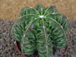 Astrophytum XXL myriostigma fukurio x Dinosaur ornatum květináč 9 cm - 12414335