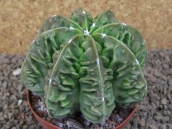 Astrophytum XXL myriostigma fukurio x Dinosaur ornatum květináč 9 cm - 12414336