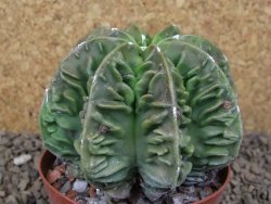 Astrophytum XXL myriostigma fukurio x Dinosaur ornatum květináč 9 cm - 12414337