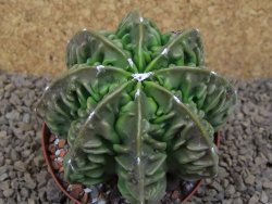 Astrophytum XXL myriostigma fukurio x Dinosaur ornatum květináč 9 cm - 12414338