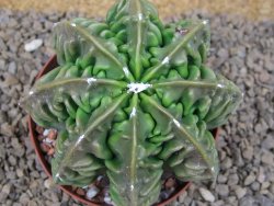 Astrophytum XXL myriostigma fukurio x Dinosaur ornatum květináč 9 cm - 12414339