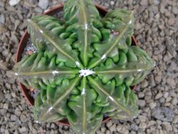 Astrophytum XXL myriostigma fukurio x Dinosaur ornatum květináč 9 cm - 12414340