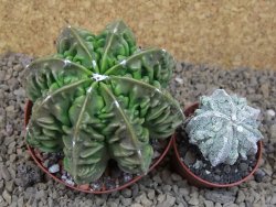 Astrophytum XXL myriostigma fukurio x Dinosaur ornatum květináč 9 cm - 12414341