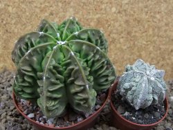 Astrophytum XXL myriostigma fukurio x Dinosaur ornatum květináč 9 cm - 12414342