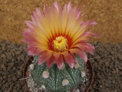 Astrophytum niveum X red flower akabana červený květ, květináč 8 cm - 12414359