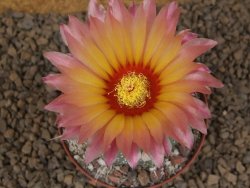 Astrophytum niveum X red flower akabana červený květ, květináč 8 cm - 12414360