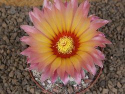 Astrophytum niveum X red flower akabana červený květ, květináč 8 cm - 12414361