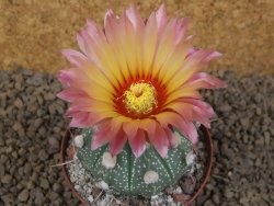Astrophytum niveum X red flower akabana červený květ, květináč 8 cm - 12414362