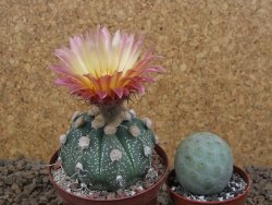 Astrophytum niveum X red flower akabana červený květ, květináč 8 cm - 12414363