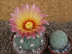 Astrophytum niveum X red flower akabana červený květ, květináč 8 cm - 12414364