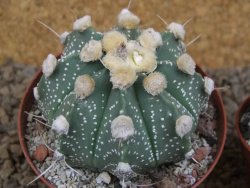 Astrophytum niveum X red flower akabana červený květ, květináč 8 cm - 12414365