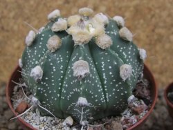 Astrophytum niveum X red flower akabana červený květ, květináč 8 cm - 12414366