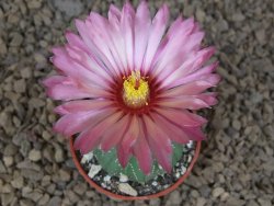 Astrophytum asterias X red flower akabana červený květ, květináč 5,5 cm - 12414387