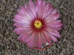 Astrophytum asterias X red flower akabana červený květ, květináč 5,5 cm - 12414388