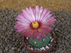 Astrophytum asterias X red flower akabana červený květ, květináč 5,5 cm - 12414389