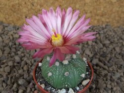 Astrophytum asterias X red flower akabana červený květ, květináč 5,5 cm - 12414390