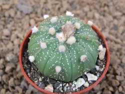 Astrophytum asterias X red flower akabana červený květ, květináč 5,5 cm - 12414391