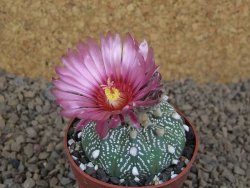 Astrophytum asterias X red flower akabana červený květ, květináč 5,5 cm - 12414392